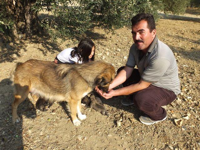 Kuyruksuz doğan 2 yavru köpek ilgi odağı oldu