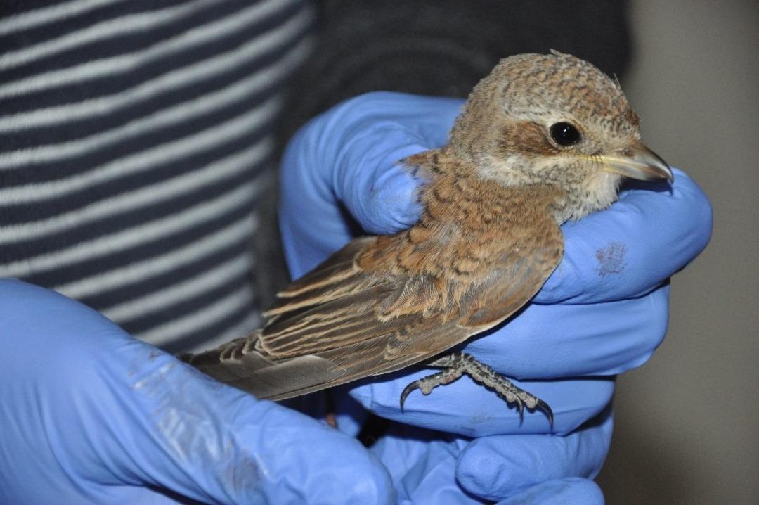 Yaralı bulunan kızıl sırtlı &ouml;r&uuml;mcekkuşu tedavi altına alındı