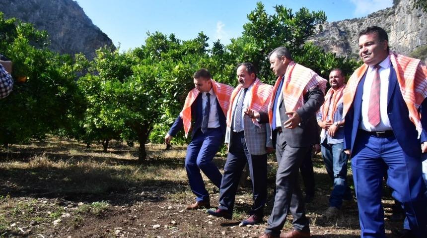 Kimyasalsız 120 ton portakal &uuml;retildi