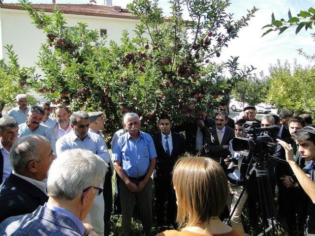 Doğanşehir’de elma hasat günü düzenlendi