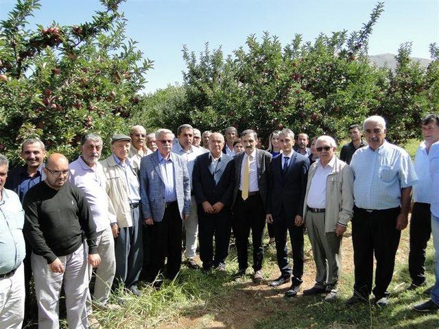 Doğanşehir’de elma hasat günü düzenlendi