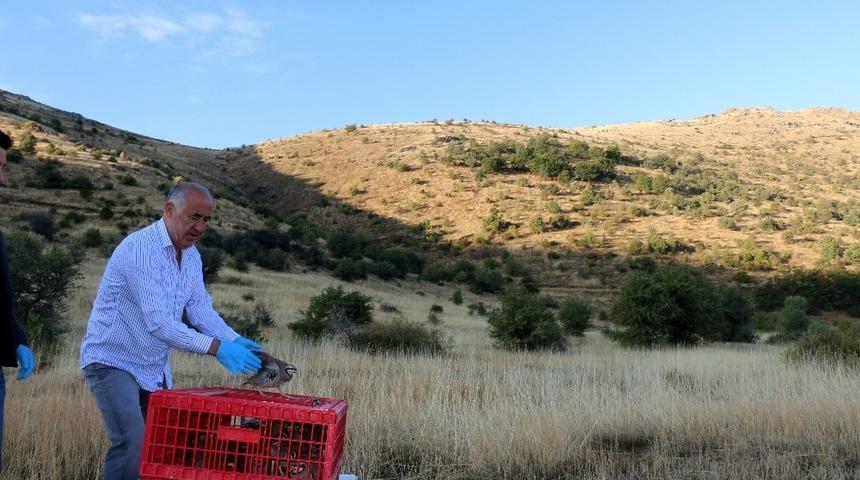 Hekimhan&rsquo;da kınalı keklikler doğaya salındı