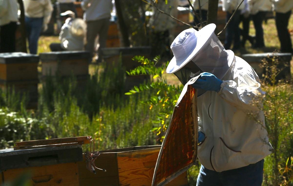 Kozmetik &uuml;r&uuml;nlerde arı zehri kullanılacak, arıcının g&ouml;z&uuml; balda olmayacak