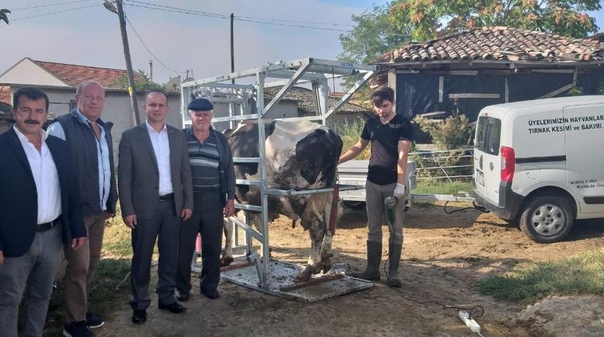 Büyükbaş hayvanlara tırnak ve bakım hizmeti