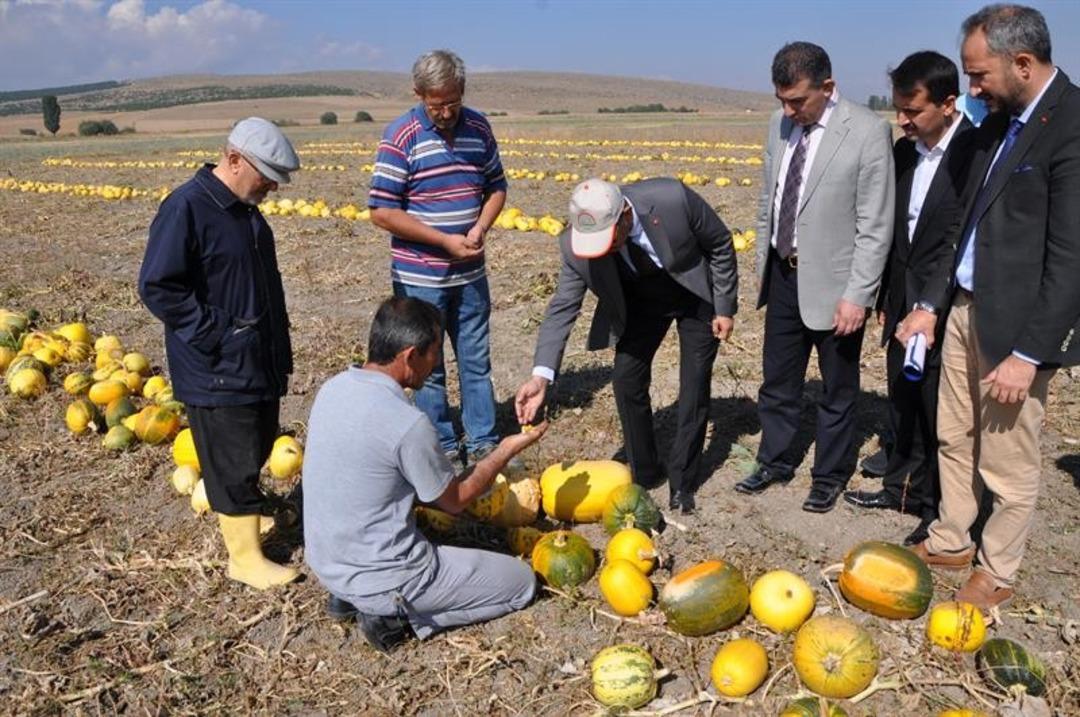 Altıntaş&rsquo;ta &rsquo;&Ccedil;erezlik kabak&rsquo; hasadı başladı