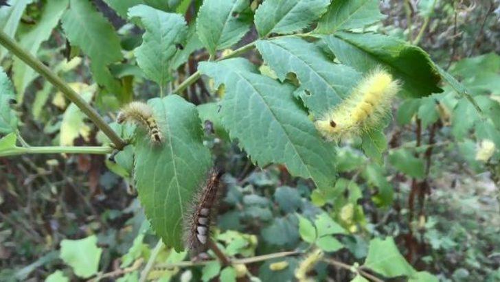 Orman Genel Müdürlüğü'nden 'tırtıl istilası' açıklaması! G2