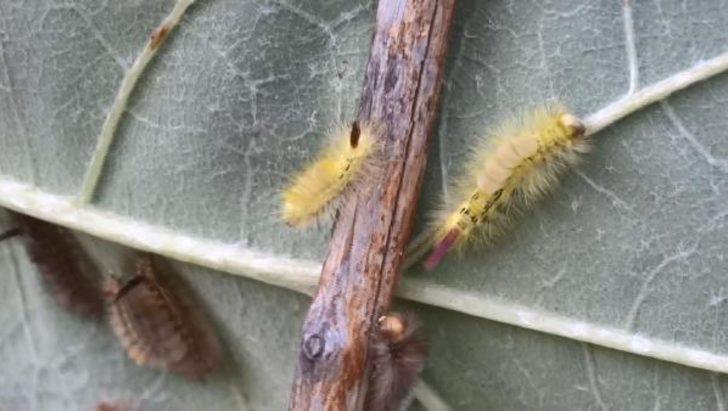 Orman Genel Müdürlüğü'nden 'tırtıl istilası' açıklaması! G3