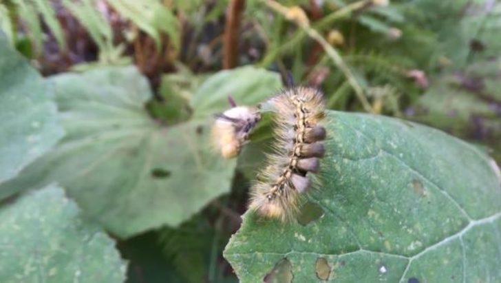 Orman Genel Müdürlüğü'nden 'tırtıl istilası' açıklaması! G4