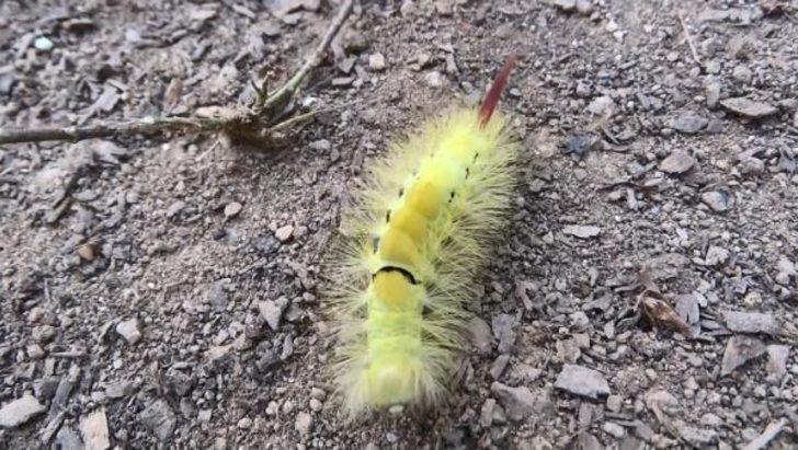 Orman Genel Müdürlüğü'nden 'tırtıl istilası' açıklaması! G5