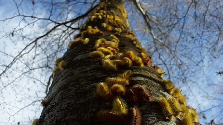 Orman Genel Müdürlüğü'nden 'tırtıl istilası' açıklaması! G1