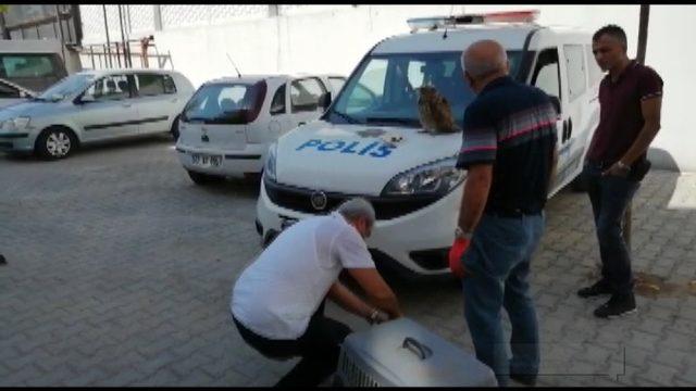 Ölmek üzereyken bulunan baykuşa polisler sahip çıktı