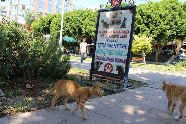 Tarihi Saat Kulesi'nin yanındaki kedi evleri kaldırıldı