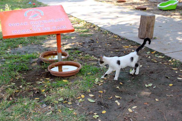 Tarihi Saat Kulesi'nin yanındaki kedi evleri kaldırıldı