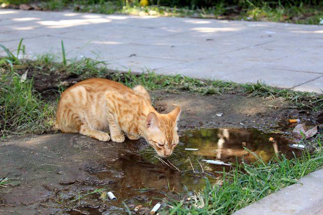 Tarihi Saat Kulesi'nin yanındaki kedi evleri kaldırıldı