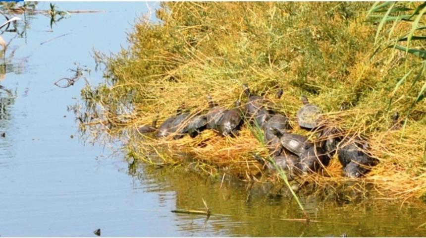 Ayvalık&rsquo;ta bakımsız dere kaplumbağaların akınına uğradı