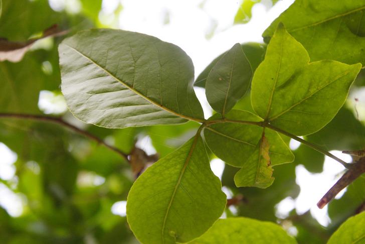 Öksürüğe ne iyi gelir? Öksürüğe iyi gelen 4 bitki G1