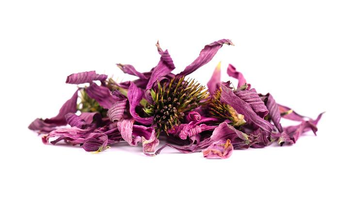 Öksürüğe ne iyi gelir? Öksürüğe iyi gelen 4 bitki G2