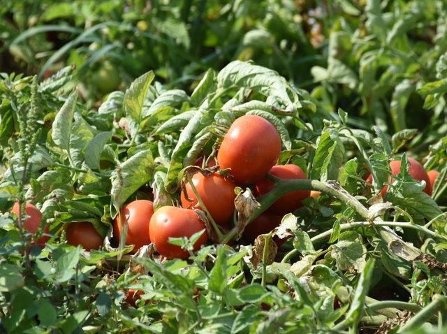 Çanakkale domatesinin kilosu 40 kuruşa düştü