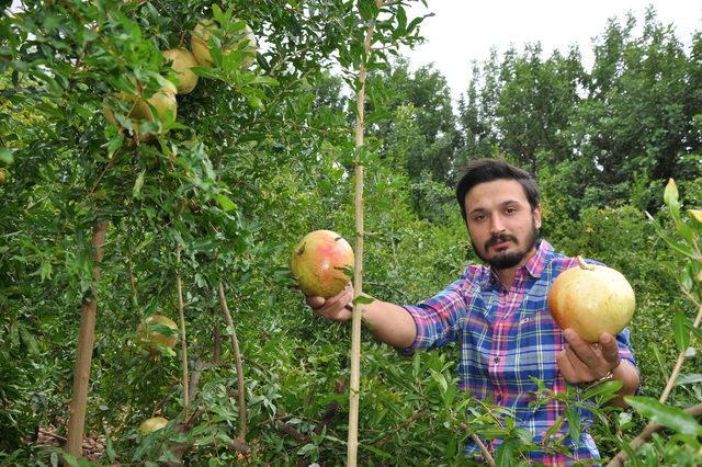 Gazipaşa'da turfanda çekirdeksiz nar hasadı