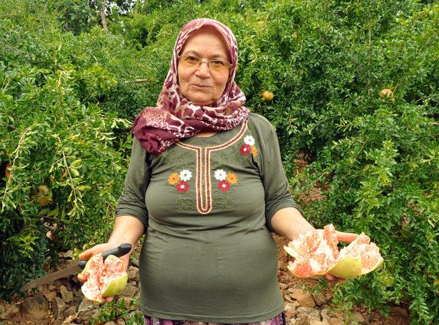 Gazipaşa'da turfanda çekirdeksiz nar hasadı