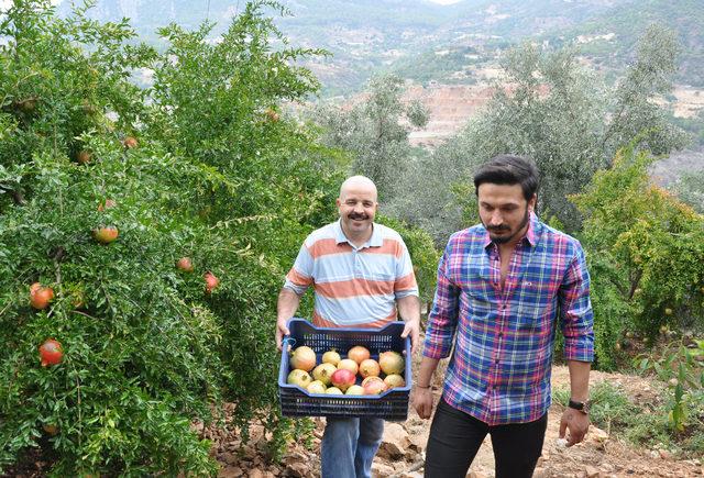 Gazipaşa'da turfanda çekirdeksiz nar hasadı