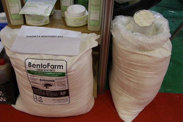 Fındıkta aflatoksin ve küllemeye doğal çözüm: 