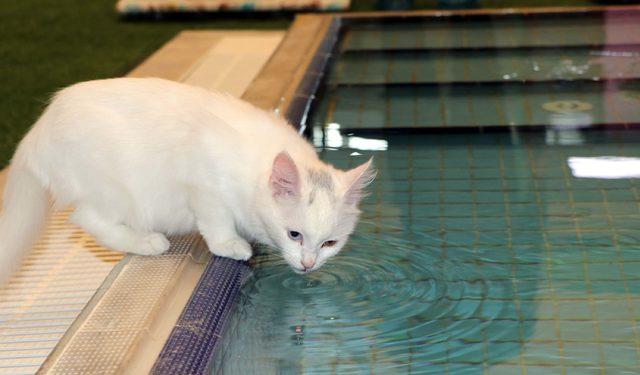 Van kedileri için havuz sezonu kapanıyor