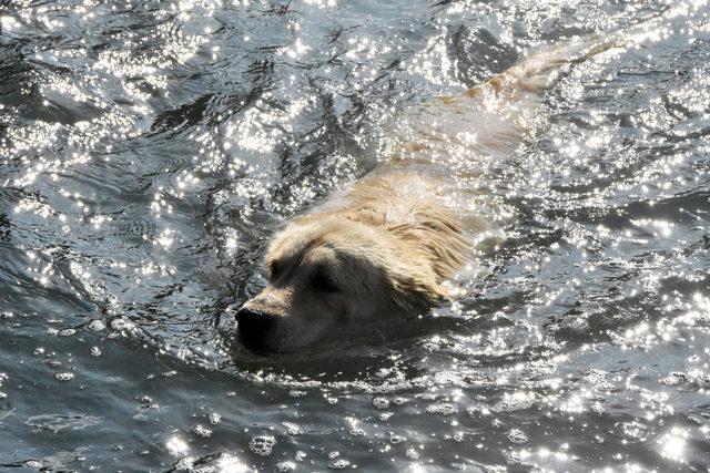  Tarzan ın deniz tutkusu 1