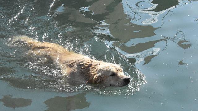 'Tarzan'ın deniz tutkusu