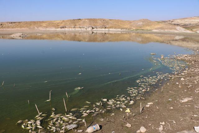 Adıyaman'da kıyıya vuran balıklara inceleme