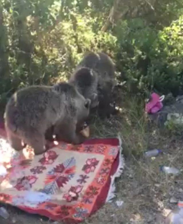 Karınları acıkan Nemrut’un minik ayıları piknikçilerin sofrasına konuk oluyor