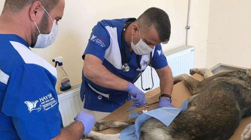 Hakkari veteriner ekipleri can kurtardı
