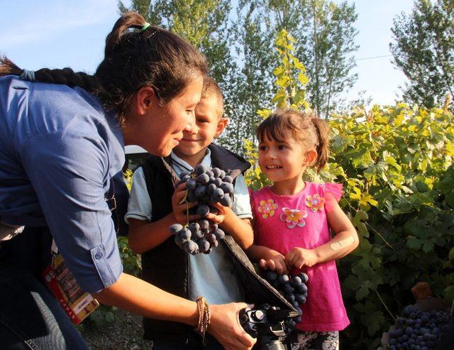 Erzincan’da üzümüyle meşhur ilçede bağbozumu yapıldı