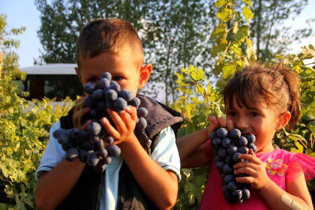 Erzincan’da üzümüyle meşhur ilçede bağbozumu yapıldı