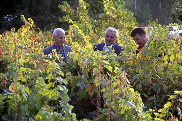 Erzincan’da üzümüyle meşhur ilçede bağbozumu yapıldı