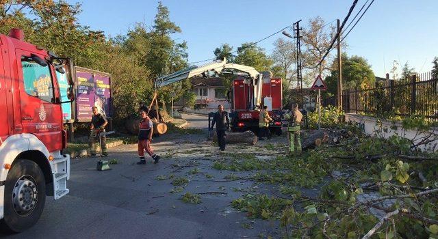Başakşehir de yola ağaç devrildi 1