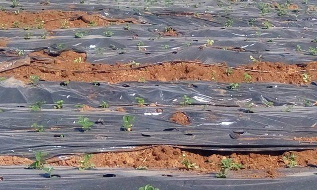 Sason’da çilek tarlalarına giren domuz sürüsü ekinlere zarar verdi