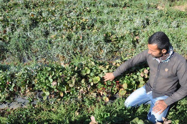 Sason’da çilek tarlalarına giren domuz sürüsü ekinlere zarar verdi