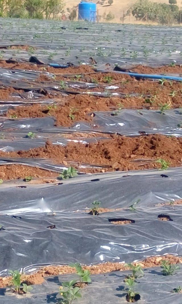 Sason’da çilek tarlalarına giren domuz sürüsü ekinlere zarar verdi