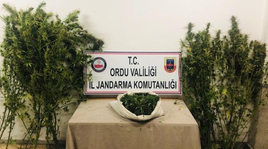 Ordu&rsquo;da kenevir ve esrar operasyonu