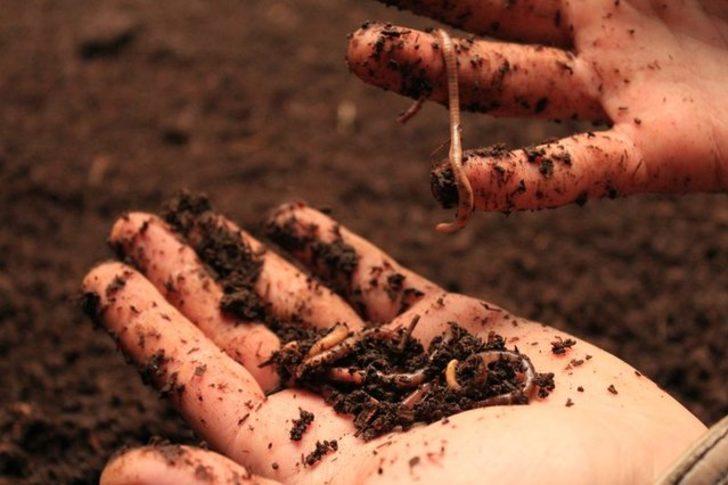 200 bin solucanla 3 ton gübre üretiyor G5