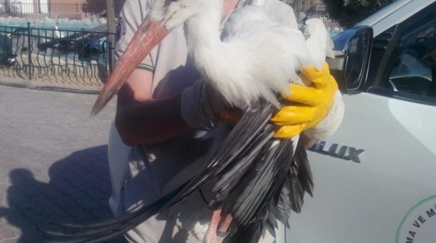 Yaralı olduğu i&ccedil;in g&ouml;&ccedil; edemeyen leylek koruma altına alındı