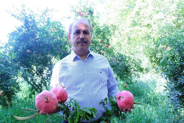 Nar ve Kurutmalık Festivali, nar hasadı ile başladı