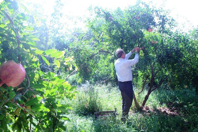 Nar ve Kurutmalık Festivali, nar hasadı ile başladı