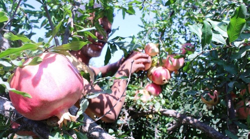 Nar ve Kurutmalık Festivali, nar hasadı ile başladı