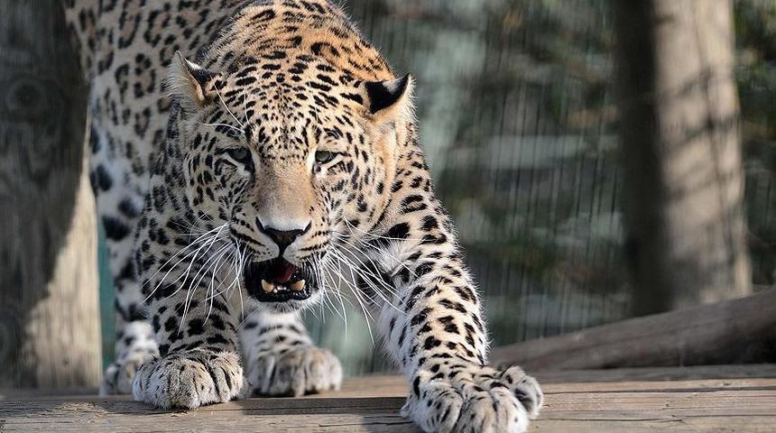 Leoparlar köyde çocukları öldürdü
