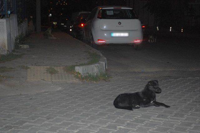 Başıboş köpeklerin saldırdığı çocuğu babası kurtardı