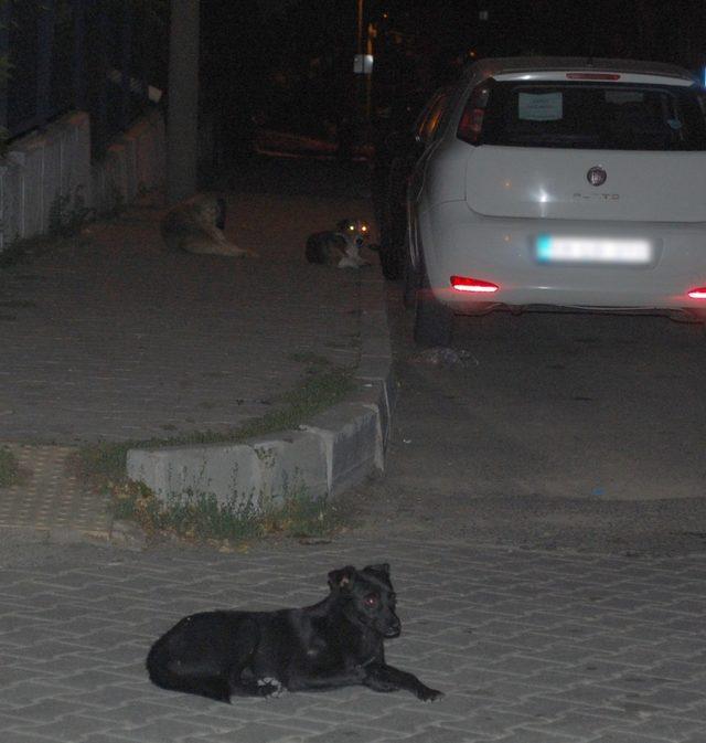 Başıboş köpeklerin saldırdığı çocuğu babası kurtardı