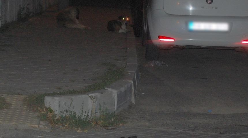 Tekirdağ'da başıboş köpeklerin saldırdığı çocuğu babası kurtardı