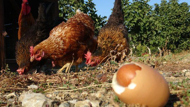 Yumurtanın içinden yumurta çıktı